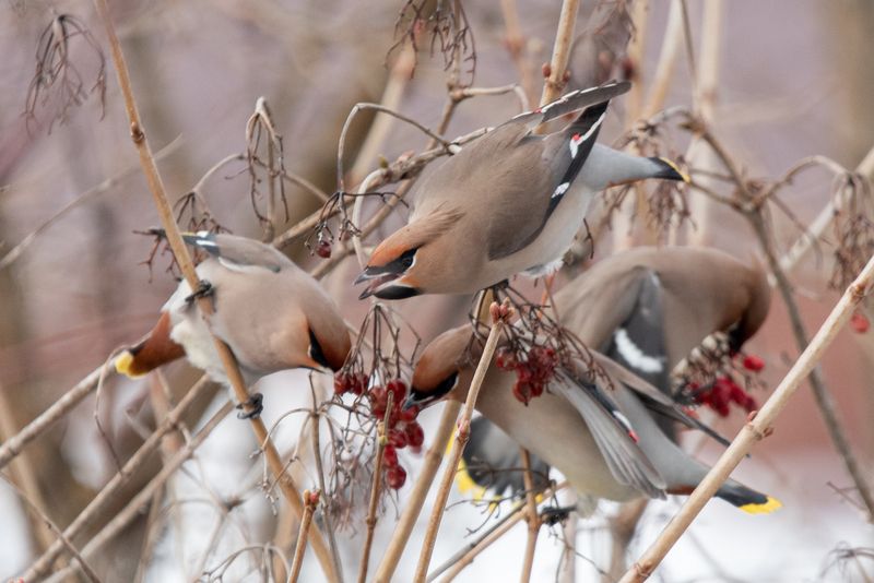 Свиристель / Bombycilla garrulus / Bohemian waxwingphoto preview