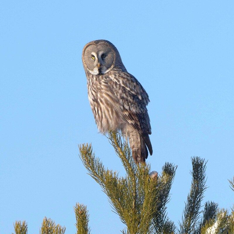 Бородатка. Так сокращенно называют бородатую неясыть.photo preview
