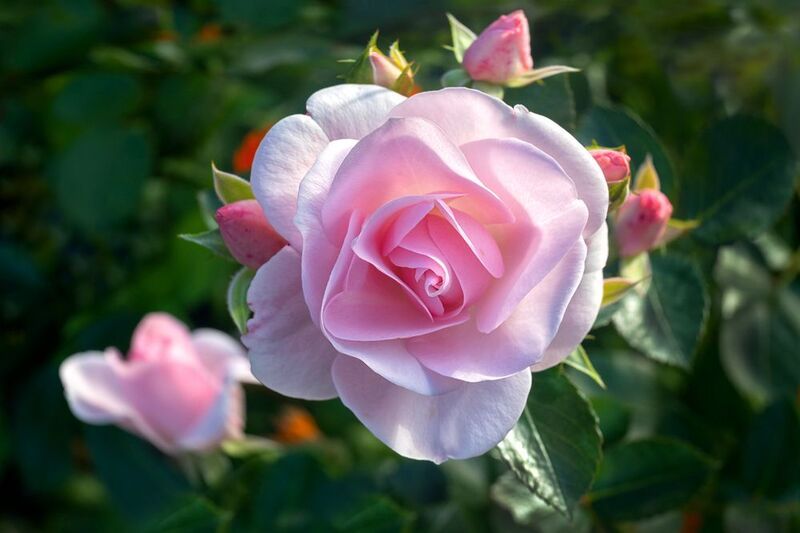 Роза Гритингс 2photo preview