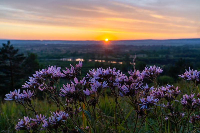 закат, иркут Ромашковый закатphoto preview