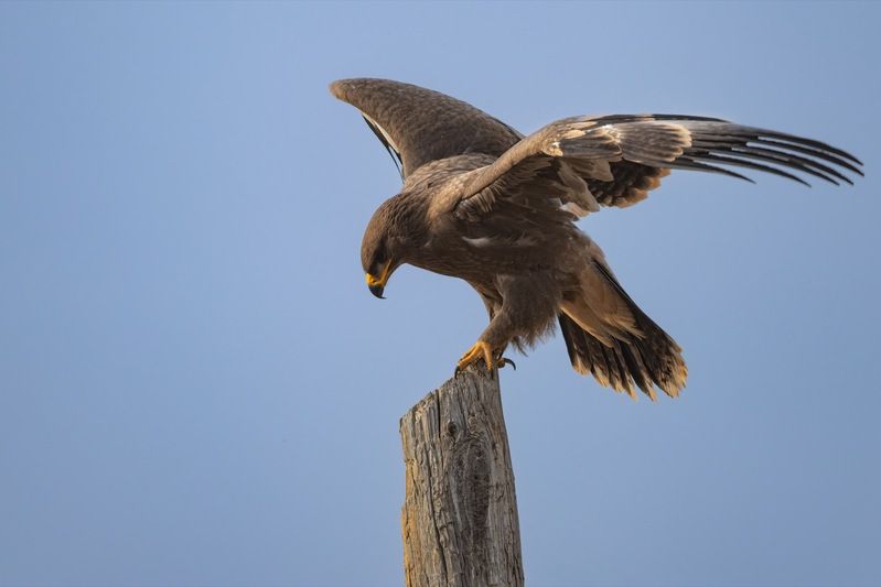 степной орел, орел, птицы, алтай, красная книга Степной орелphoto preview