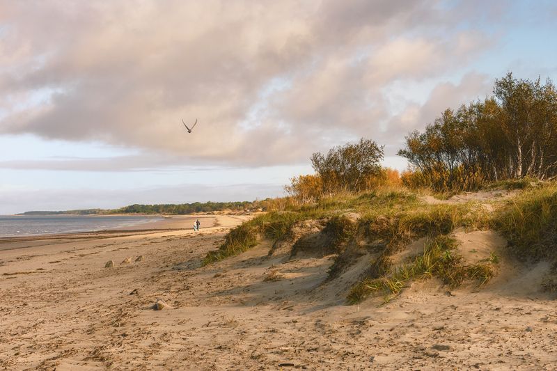 осень, сентябрь, утро, белое море, берег, песок, дюны, трава, деревья, небо, облака Осенний берег Белого моряphoto preview