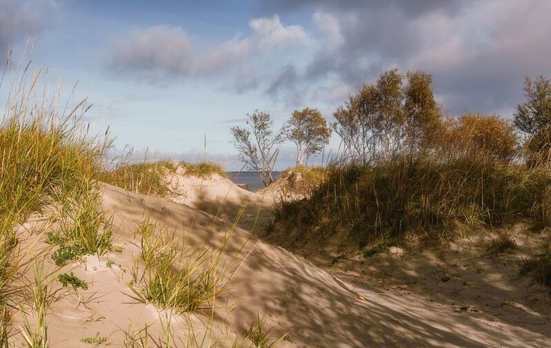 осень, сентябрь, утро, белое море, берег, песок, дюны, трава, деревья, небо, облака тени Песчаные дюны, Белое мореphoto preview