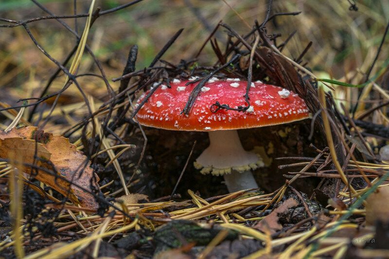 гриб мухомор хвоя сентябрь природа макро 28.09.25.photo preview