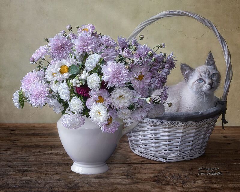 день учителя, поздравление, котята, домашние животные, котики, цветы, букеты, С днём Учителя!photo preview