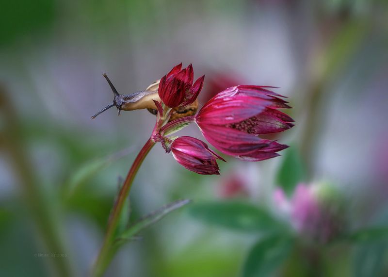 астранция, улитка photo preview