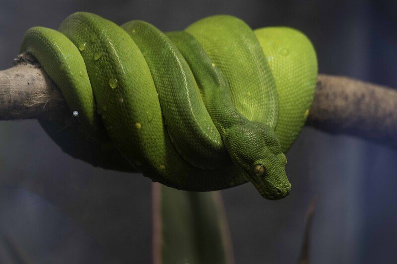 Green tree pythonphoto preview