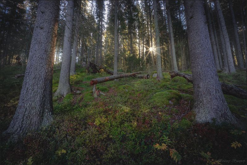 В шубе лесаphoto preview