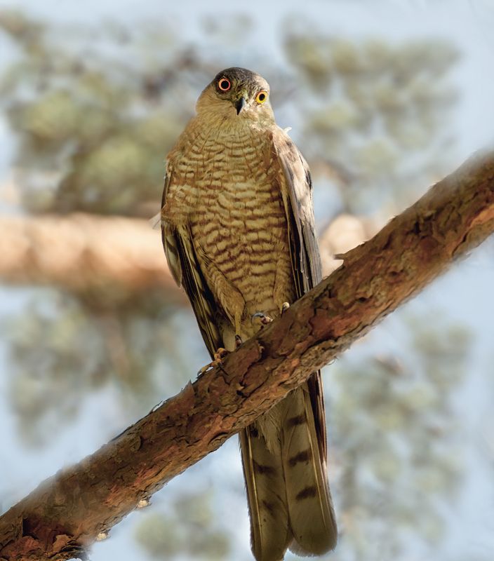 ястреб, гнездо, Ястребы (3 ФОТО)photo preview