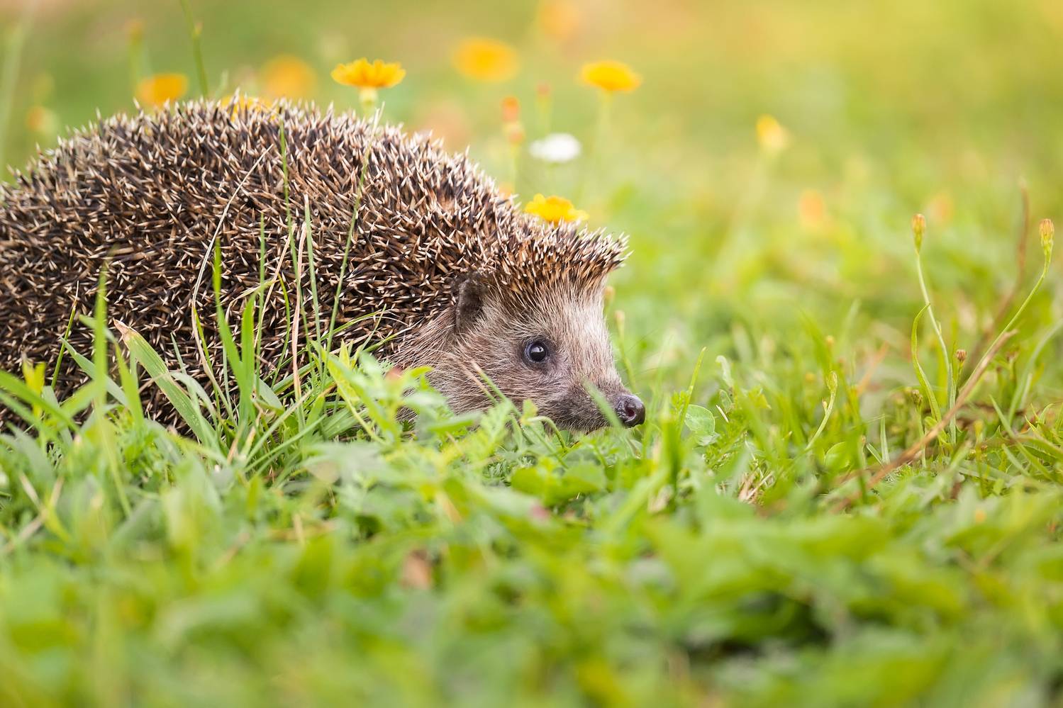 Ёжик. Автор: Корнеев Алексей , Корнеев Алексей