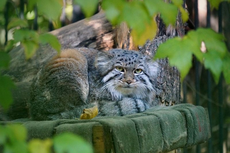 кот, манул, кот манул, кошки, малые кошки, звери, хищные, животные, животные красной книги, Спрятался...манул.photo preview