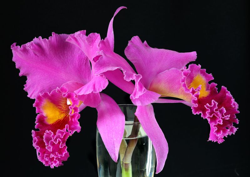 орхидея цветок каттлея Орхидея фото превью