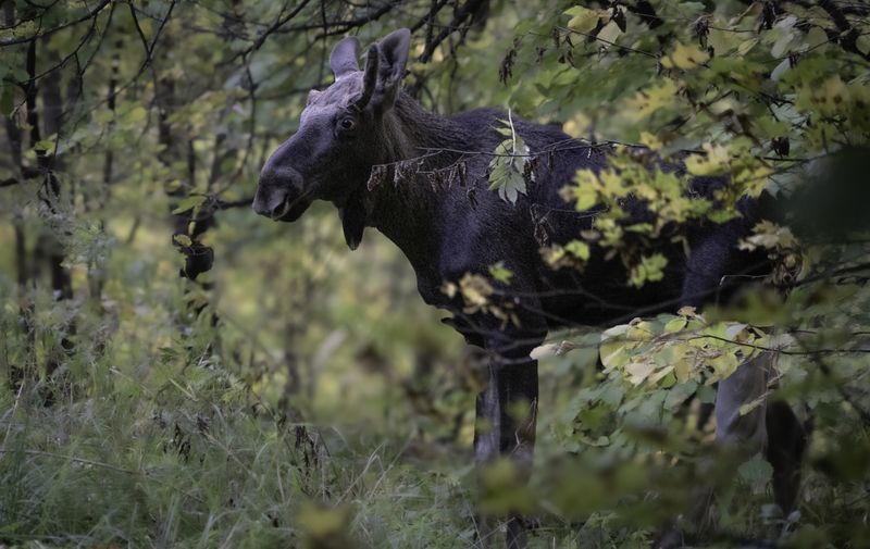 Москва, усадьба Строгановых в Братцево, лось Неожиданная встречаphoto preview