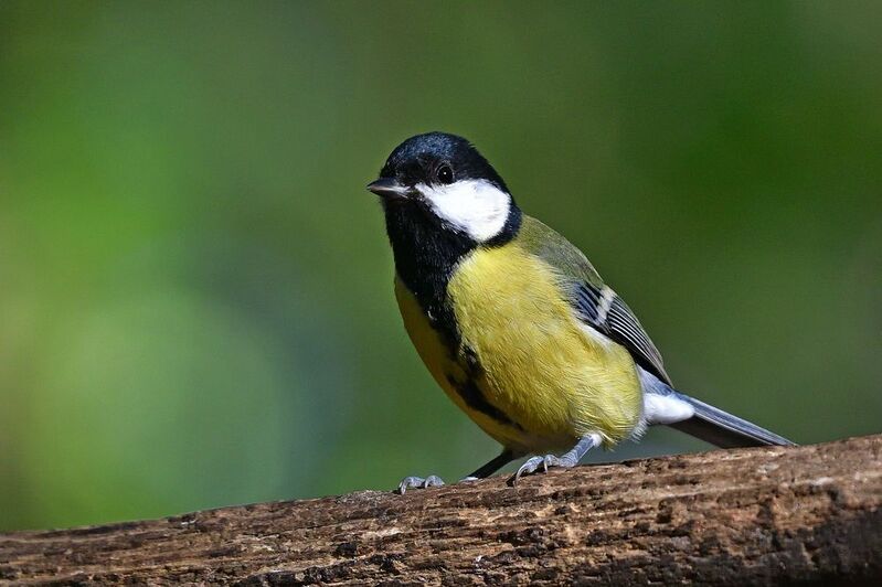 Parus major фото превью