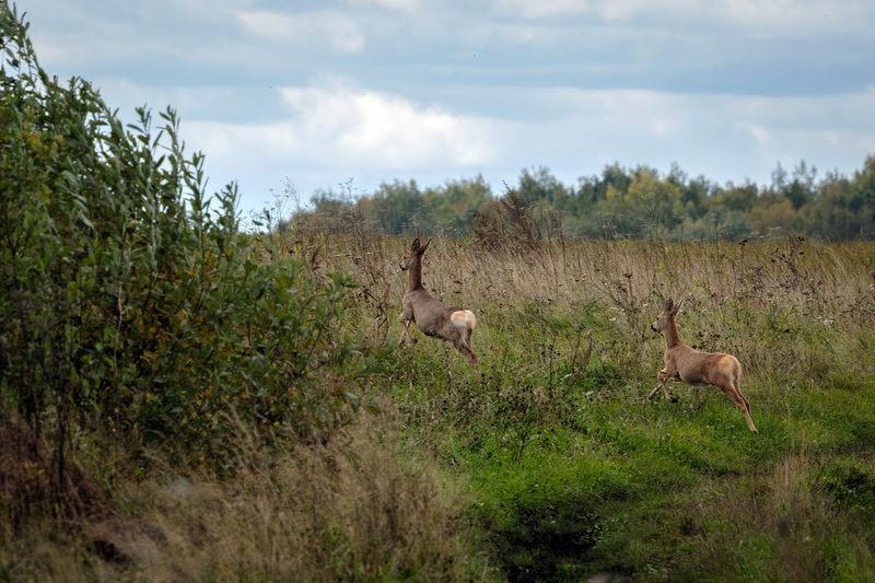 В бегахphoto preview