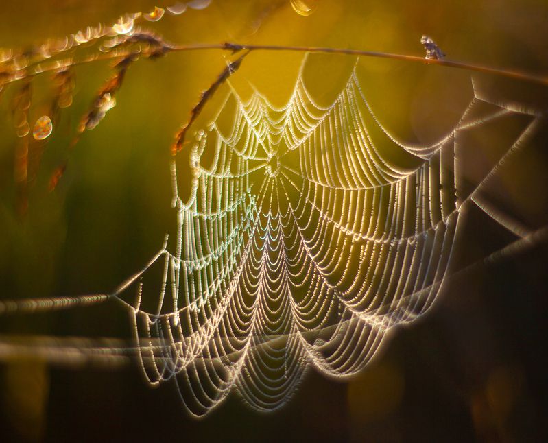 паутинка, осень photo preview