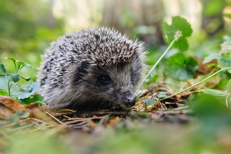 еж Лесной ёжикphoto preview