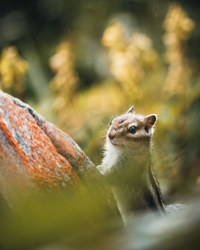 Curiosityphoto preview