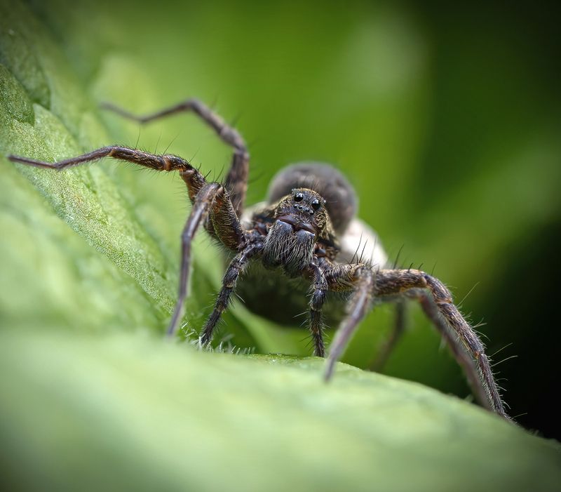 Паук волк лето макро  Портретик.photo preview