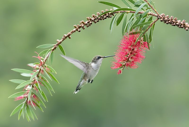 колибри,ruby-throated hummingbird, hummingbird Рубиновогорлый Колибри. самка -Female, Ruby-throated Hummingbirdphoto preview