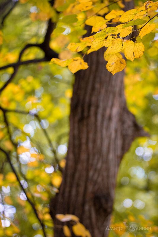 Осеньphoto preview