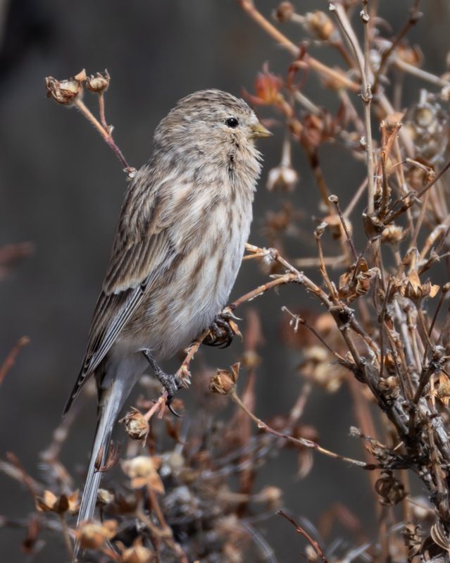 горная чечётка, чечётка, птицы, алтай, чечетка Горная чечёткаphoto preview