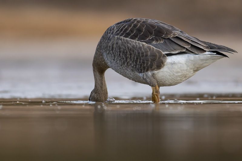 гусь, белолобый гусь, птицы Белолобый гусенокphoto preview
