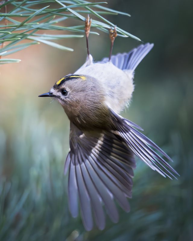 Желтоголовый королёк (Regulus regulus) photo preview