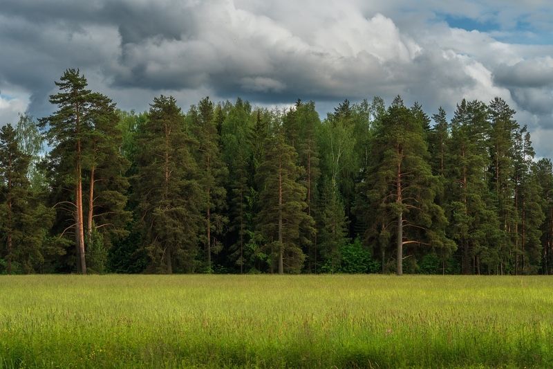 павловский парк Прогуляюсь по опушке, брошу взгляд в дремучий лес.photo preview