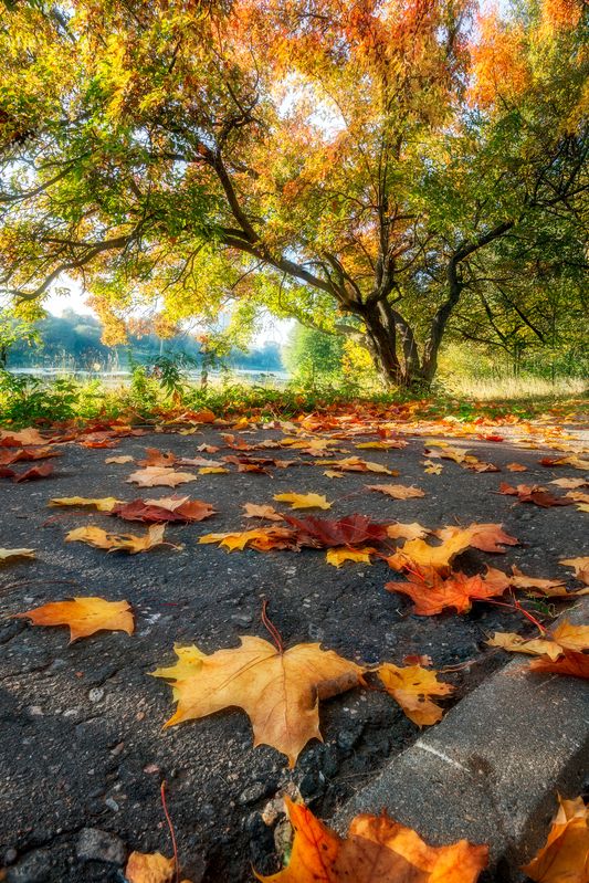 природа, пейзаж, кленовые листья, осенние настроение, Московская область Осеньphoto preview