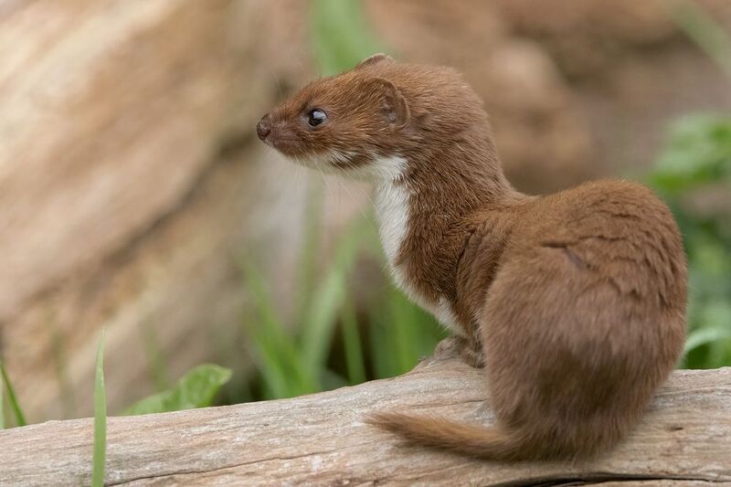 weasel, animals, nature, wildlife, canon Weaselphoto preview
