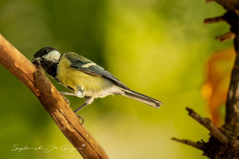 birds Nature | Wildlife Photography | Adventurephoto preview