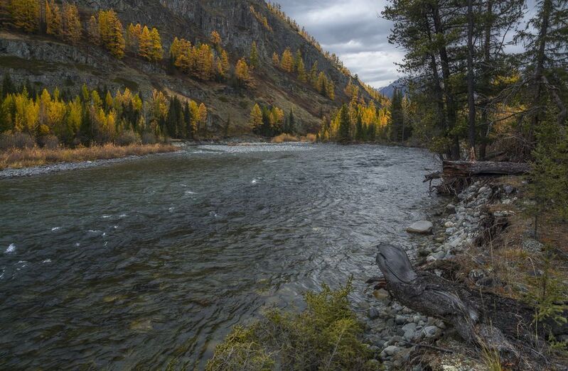 россия, горный алтай, река, горная река, таёжная река, осень Где-то далеко...photo preview