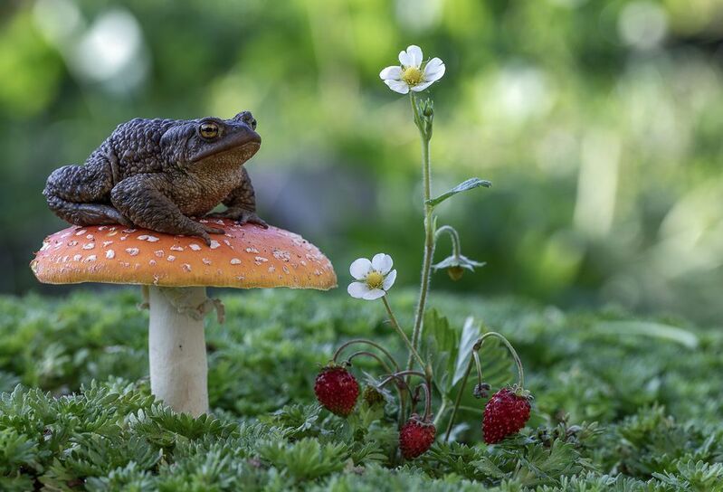 мухомор, земляника, жаба Царевна-жабушка)photo preview