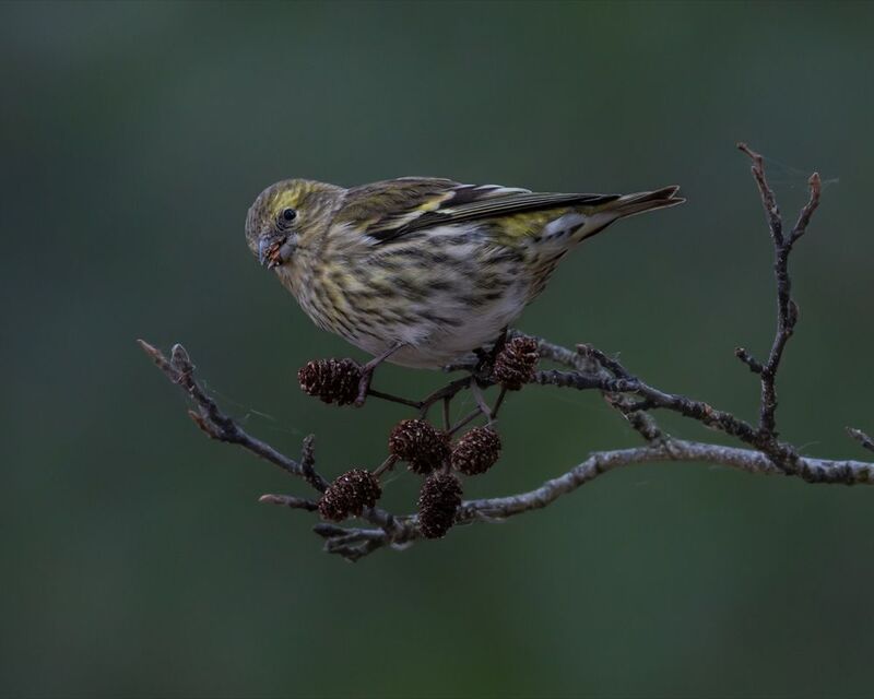чиж, ольха, птицы Чижphoto preview