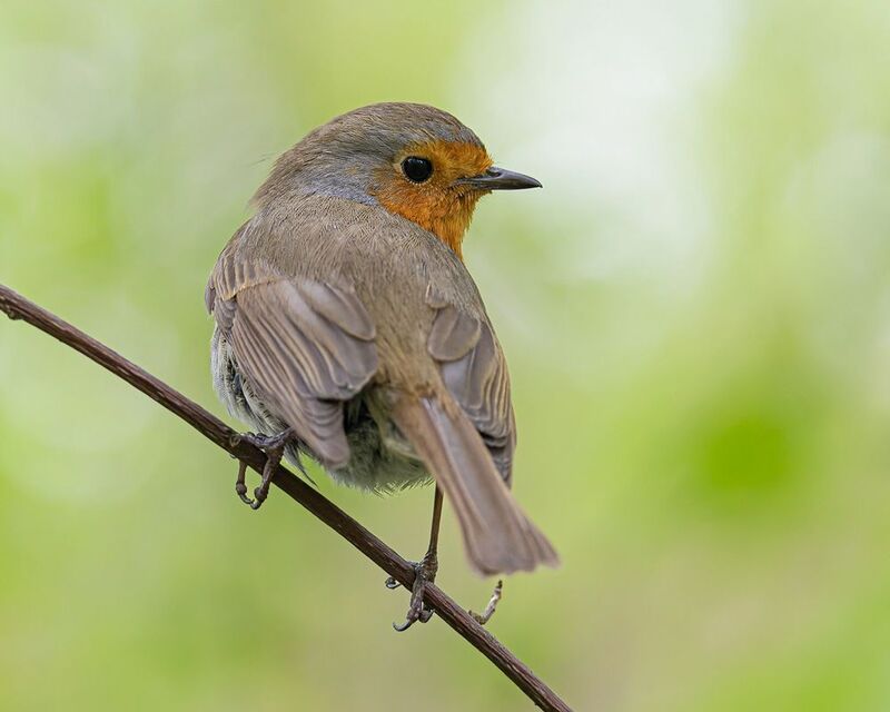 зарянка, малиновка, птицы Зарянкаphoto preview