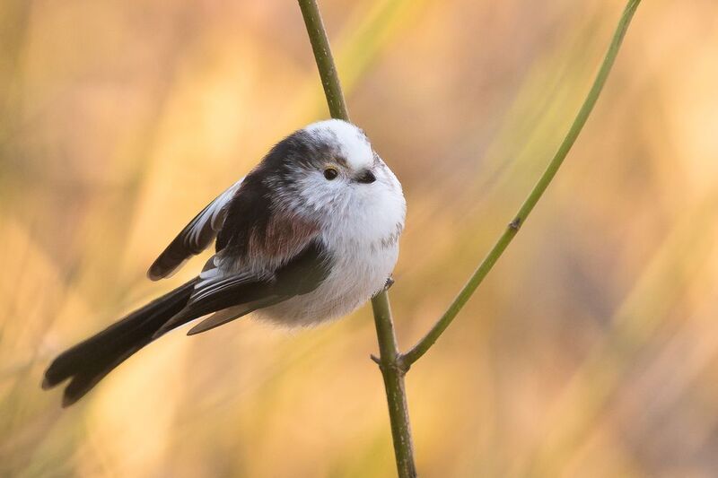 Long-tailed Tiphoto preview