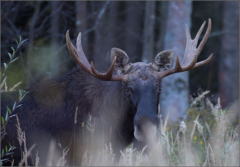 москва, осень, парк, лоси *******photo preview