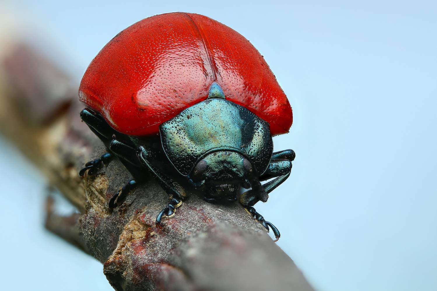 макро, природа, животное, растение, цвет, фото, красный, синий, жук, Шаповалов Андрей
