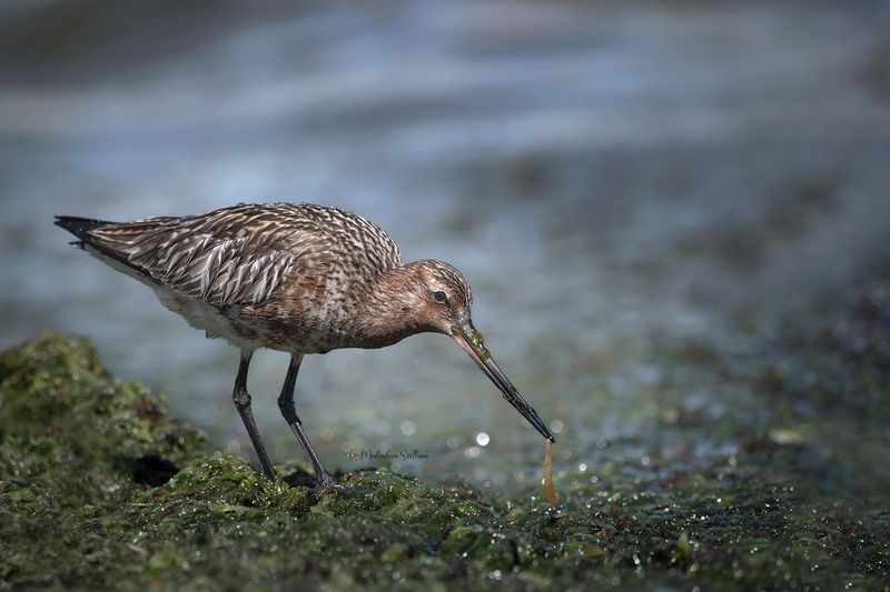 фотоохота, птица, веретенник, малый веретенник Сейчас я буду кушать...photo preview
