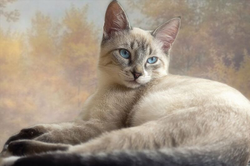 кошки, питомцы, котята, портреты Почти взрослый котикphoto preview