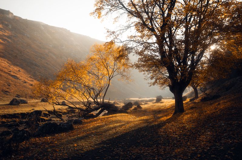 landscape, nature, autumn, fall, golden, light, sunlight, backlight, mood, atmosphere, forest, trees, foliage, leaves, shadows, drama, serene, fog, mist, morning, dawn, yellow, orange, warm tones, wilderness, scenic, outdoor, travel, fine art, composition The Golden Whisperphoto preview