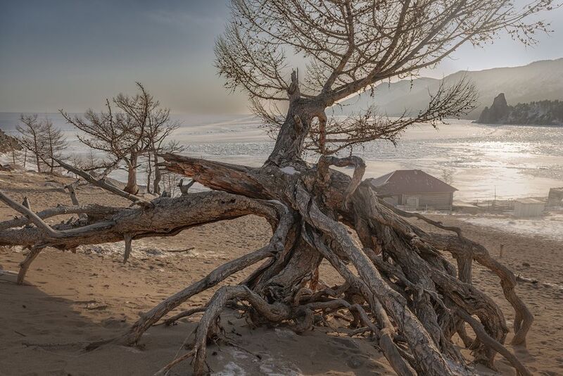 Ходульные деревья байкал зима бухта Песчаная Ходульные деревьяphoto preview
