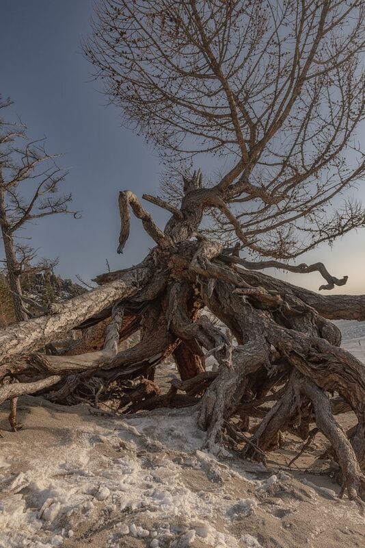 ходульные деревья Байкал лёд зима солнце Ходульные деревьяphoto preview