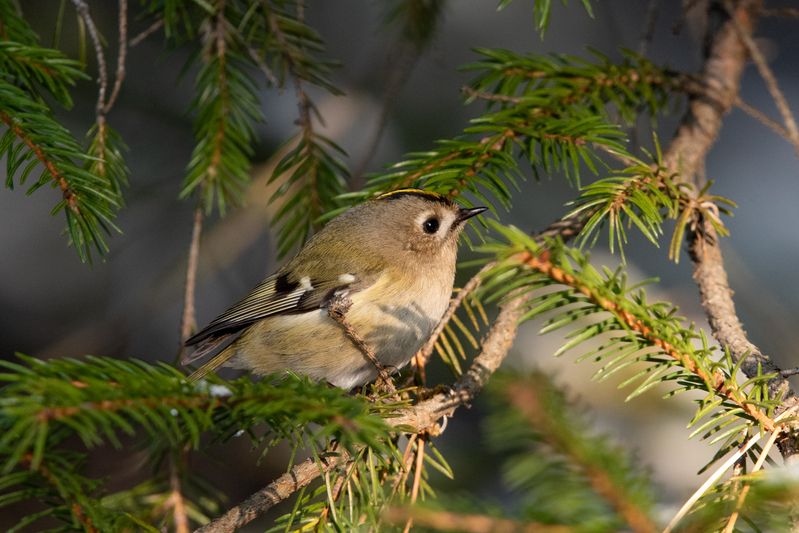 Желтоголовый королёк / Regulus regulus / Goldcrestphoto preview