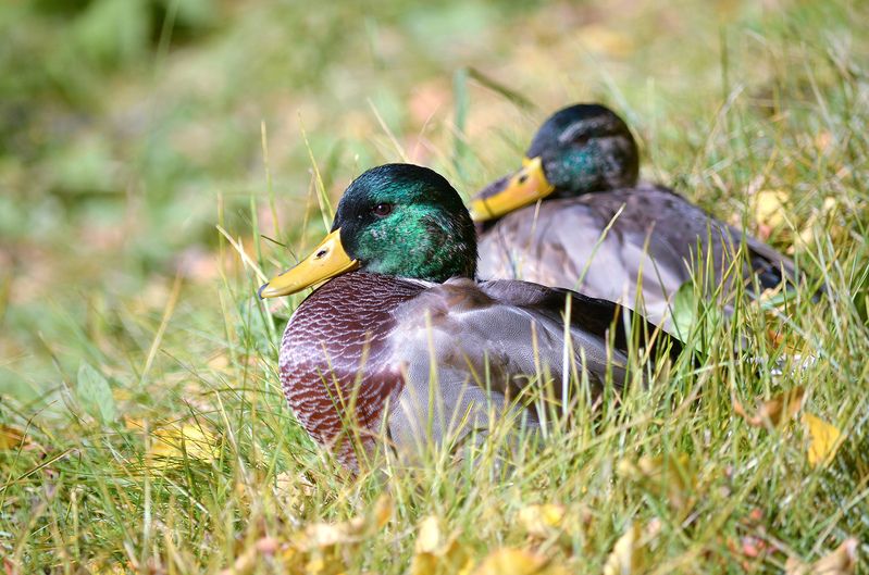 утка, кряква, anas platyrhynchos Братцы Селезниphoto preview