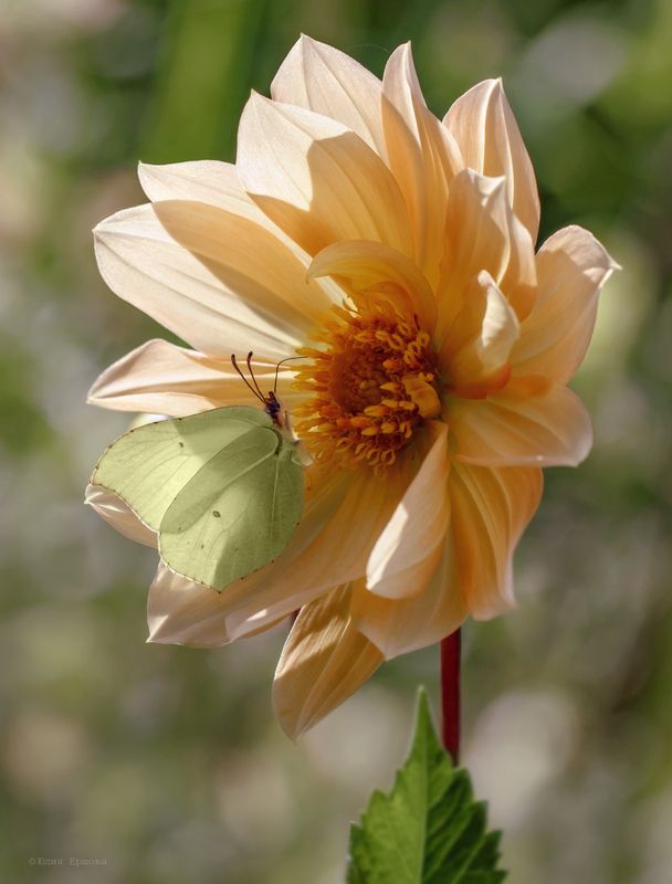 бабочка, лимонница, георгин, макро,macro На георгинеphoto preview