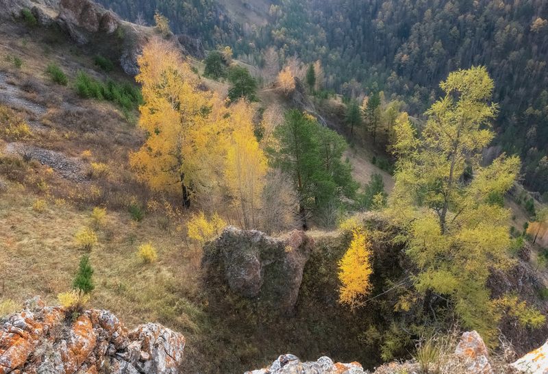 осень,склон, торгашинский хребет, березы Осень торгашинского хребтаphoto preview