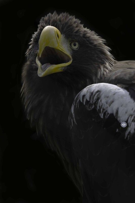 Steller\\\'s sea eaglephoto preview