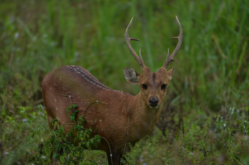 Swamp Deer фото превью